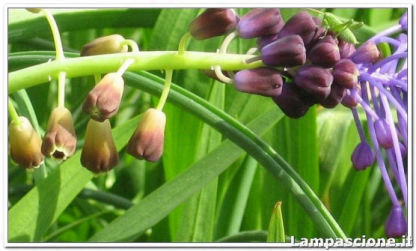 fiore di lampascione con grillo